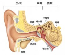 孩子鼻炎或感冒发作后听力下降是怎么回事？