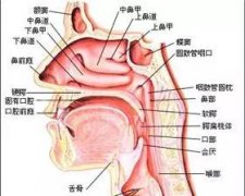 【科普】| 耳鼻喉疾病先兆，现在了解都不晚